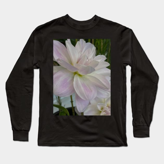 White Dahlia Long Sleeve T-Shirt by Sarah Curtiss